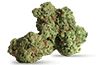 Premium cannabis buds available at Spliff Nation Dispensary, your go-to destination for top-quality marijuana products in Miami, FL