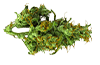 Welcome to Spliff Nation Dispensary, your premier cannabis shop in Miami offering quality products and expert service.
