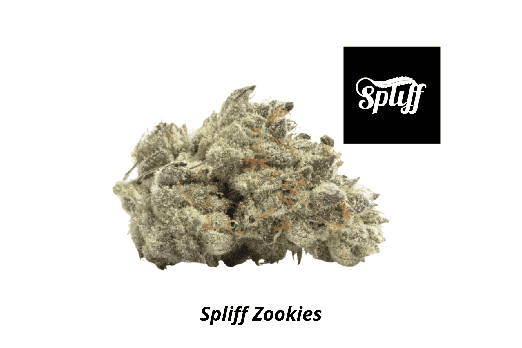Spliff Zookies Close-up of a cannabis Zookies strain bud at Spliff Nation dispensary.