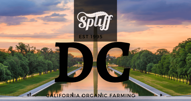 View of Spliff Nation Dispensary entrance with logo and scenic park background.
