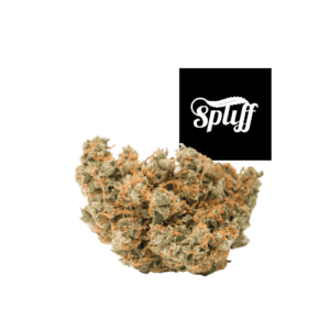 High-quality cannabis bud at Spliff Nation dispensary in Miami.