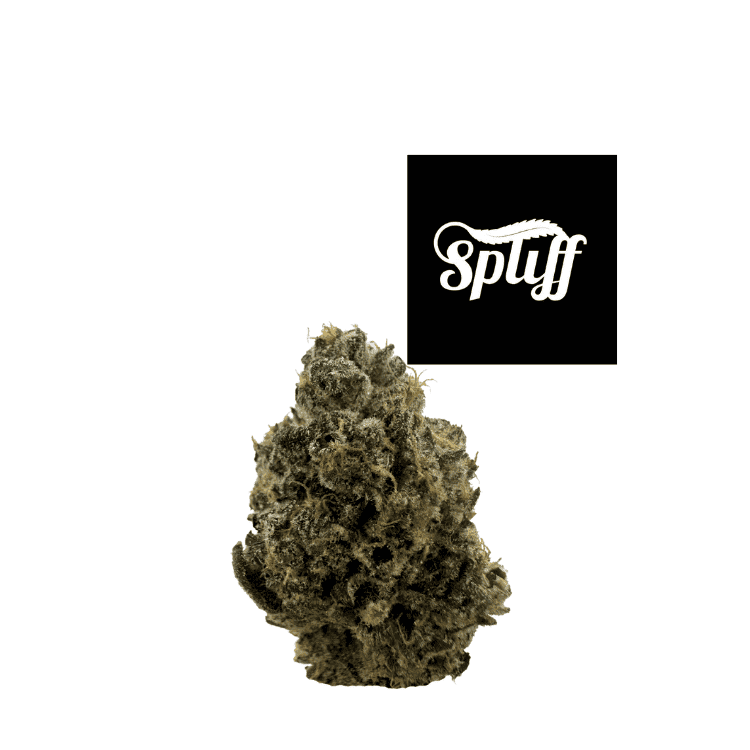 Premium cannabis bud at Spliff Nation Dispensary in Miami, FL