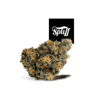 Cannabis bud with frosty trichomes and orange hairs at Spliff Nation Dispensary.