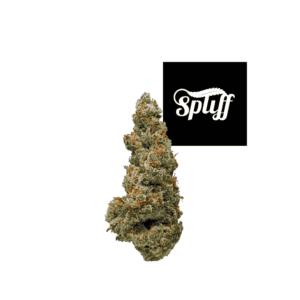 Premium cannabis bud at Spliff Nation Dispensary in Miami.