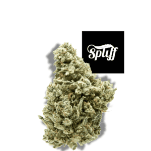 Premium cannabis bud from Spliff Nation Dispensary in Miami, FL