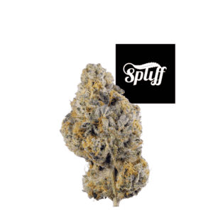 High-quality cannabis bud at Spliff Nation Dispensary, Miami.