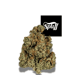 Quality Trainwreck cannabis bud at Spliff Nation Dispensary, perfect for relaxation and stress relie.