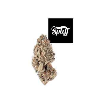 Premium Tropicana Runtz cannabis flower at Spliff Nation Dispensary.