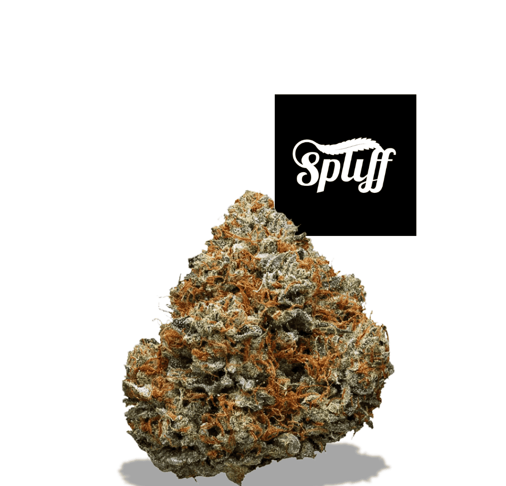 High-quality cannabis bud at Spliff Nation Dispensary in Miami, FL