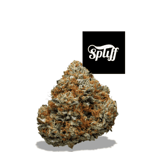 High-quality cannabis bud at Spliff Nation Dispensary in Miami, FL