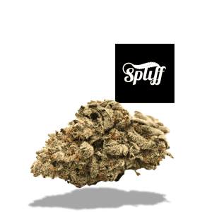 Close-up of cannabis bud at Spliff Nation dispensary, high-quality marijuana flower.