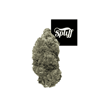 High-quality Hash Burger cannabis strain bud at Spliff Nation Dispensary.