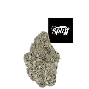 Permanent Marker hybrid cannabis flower 34.3% THC premium exotic bud from Spliff Dispensary Miami, FL